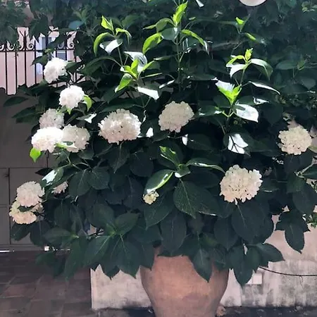 Villa La Demeure Provençale Au Charme Suranné *